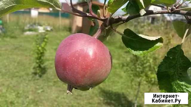 Участок 8 сот. (СНТ, ДНП) Высоковск - изображение 1