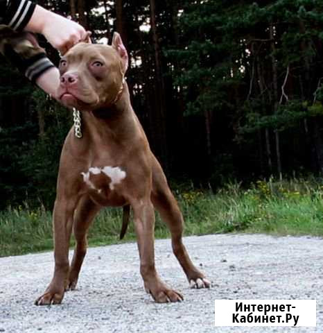 Щенок Pitbull Red Nose Давыдово - изображение 1