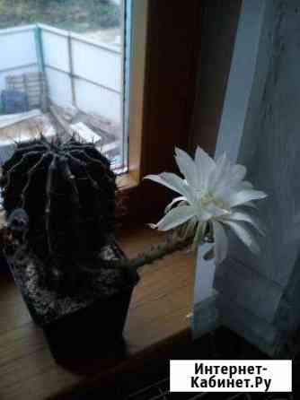 Кактус Ставрополь