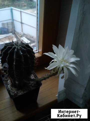 Кактус Ставрополь - изображение 1