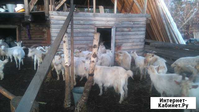 Продам коз, мясо Усолье-Сибирское - изображение 1