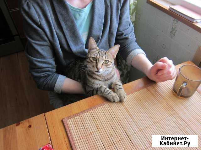 Кошка курильский бобтейл.Вязка Кунгур - изображение 1