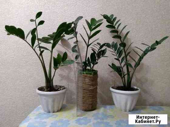 Долларовое дерево и фиалки от 50-500 Абакан