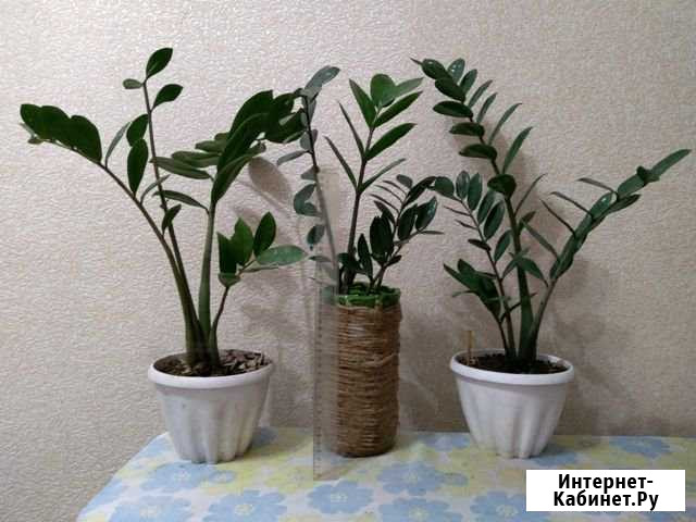 Долларовое дерево и фиалки от 50-500 Абакан - изображение 1