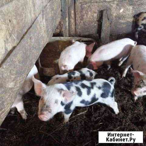 Продам поросят Кемерово