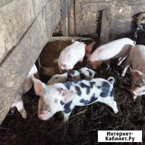 Продам поросят Кемерово - изображение 1