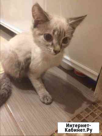 Котята в хорошие руки Кемерово