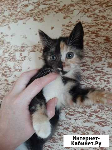 Киса Калининград - изображение 1