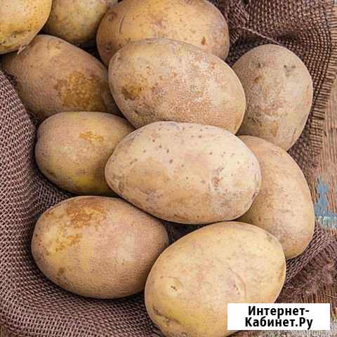 Картофель голландский Липецк - изображение 1