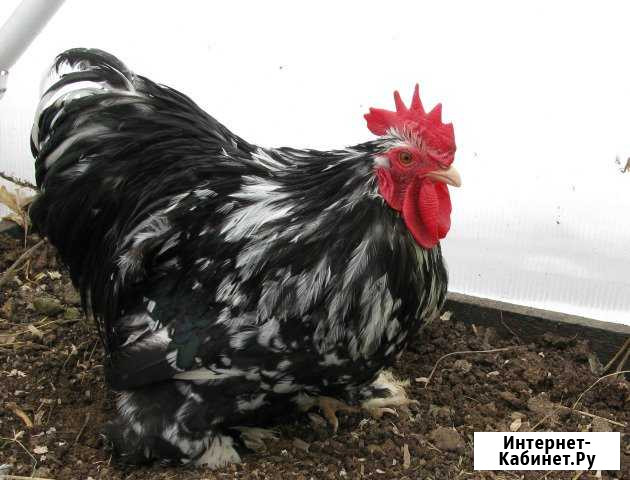 Продаются цыплята, карликовые Ко Усть-Лабинск - изображение 1