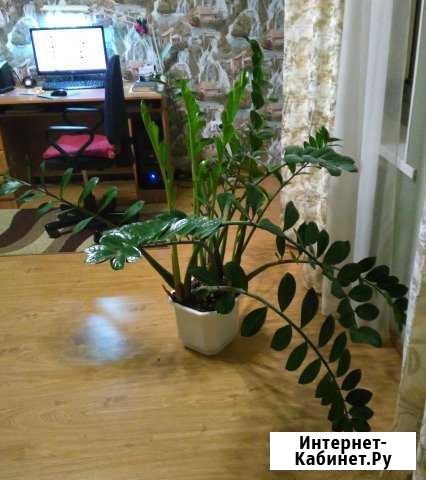 Долларовое дерево - замиокулькас Таганрог - изображение 1