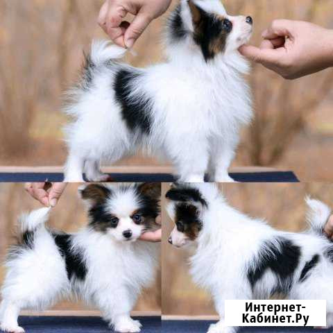 Папийон Афипский - изображение 1