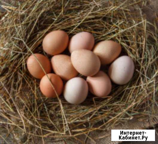 Домашние куриные яйца Электроугли - изображение 1