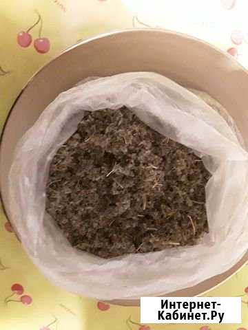 Семена моркови Сочи - изображение 1