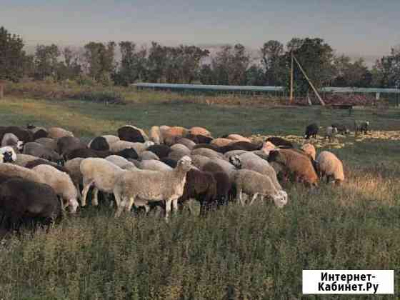 Бараны, молодые барашки Краснодар