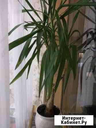 Продам цветок Петропавловск-Камчатский