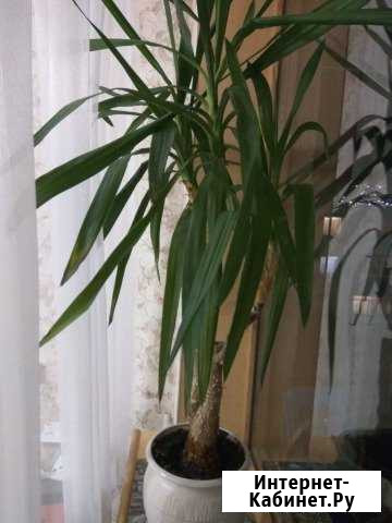 Продам цветок Петропавловск-Камчатский - изображение 1