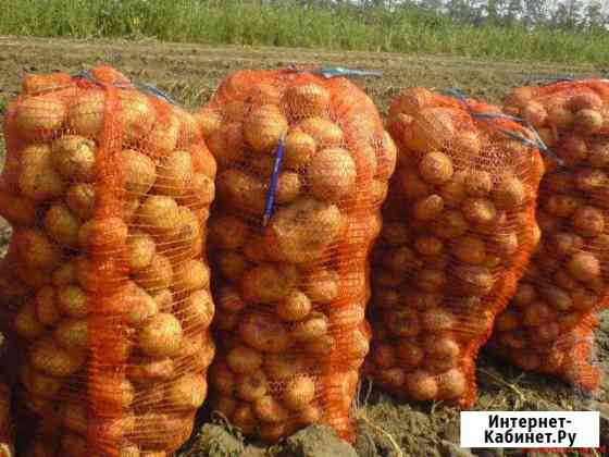 Продам картофель свежего урожая Красноярск