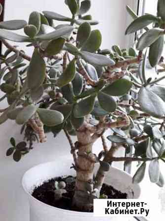 Толстянка Благовещенск