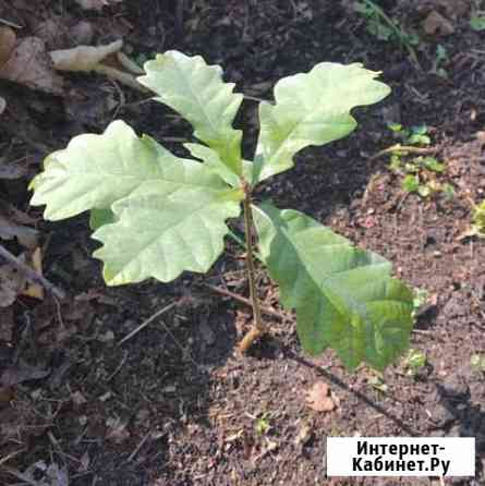 Саженцы дуба Новокузнецк