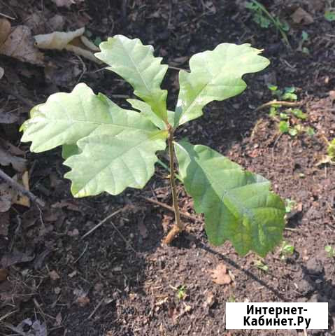 Саженцы дуба Новокузнецк - изображение 1