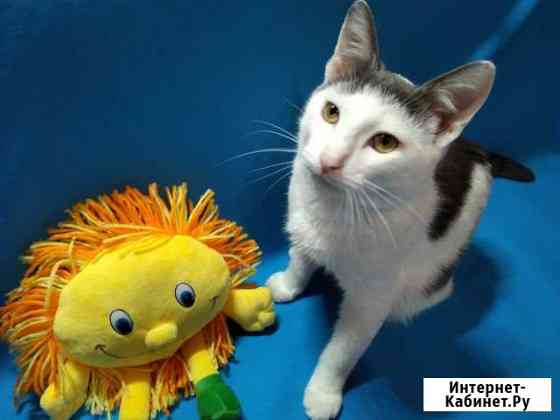 Котенок в добрые руки Саранск