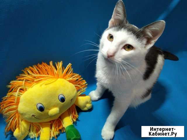 Котенок в добрые руки Саранск - изображение 1