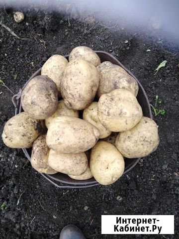 Картофель продам Абдулино - изображение 1