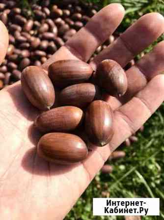 Жёлуди крупные Новокузнецк