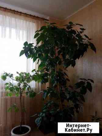 Гибискус Челябинск