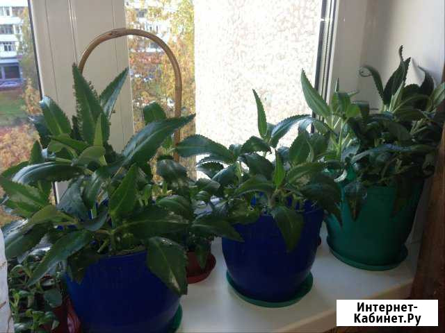 Каланхое лечебный Красноярск - изображение 1