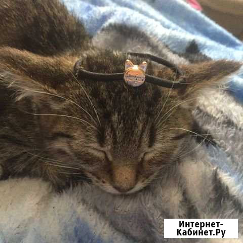 Котёнок Туймазы - изображение 1
