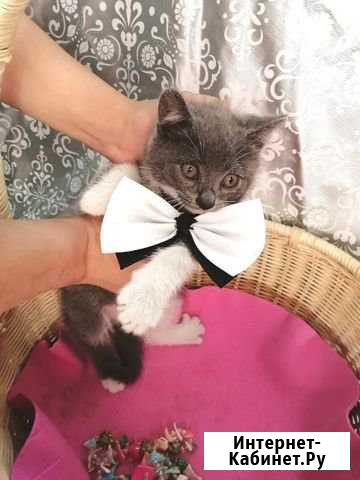 Отдам котёнка в добрые руки Ессентуки - изображение 1
