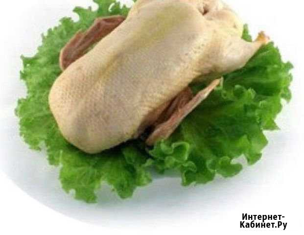 Утка домашняя Славянск-на-Кубани - изображение 1
