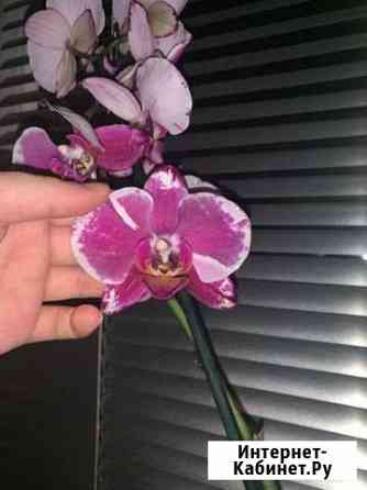 Орхидея фаленопсис Казань