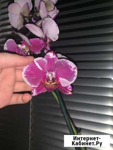 Орхидея фаленопсис Казань - изображение 1