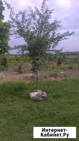 Липа клен рябина береза Шахты - изображение 1