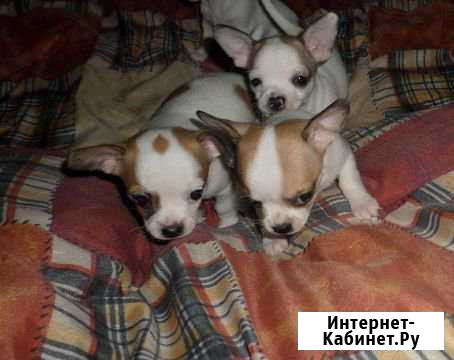 Чихуашки Ухта - изображение 1