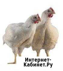 Бройлеры Климовск - изображение 1
