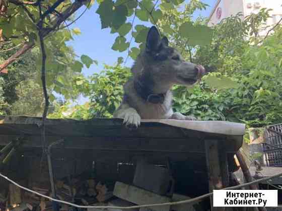 Отдам в добрые руки Туапсе