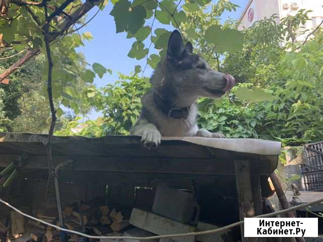 Отдам в добрые руки Туапсе - изображение 1