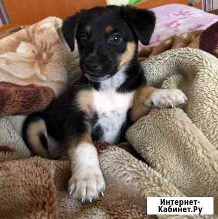 Щенок, примерно 3 месяца Набережные Челны