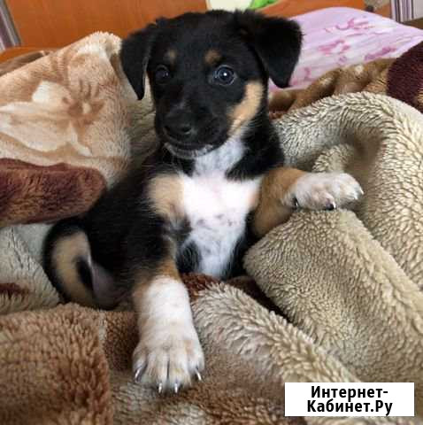 Щенок, примерно 3 месяца Набережные Челны - изображение 1