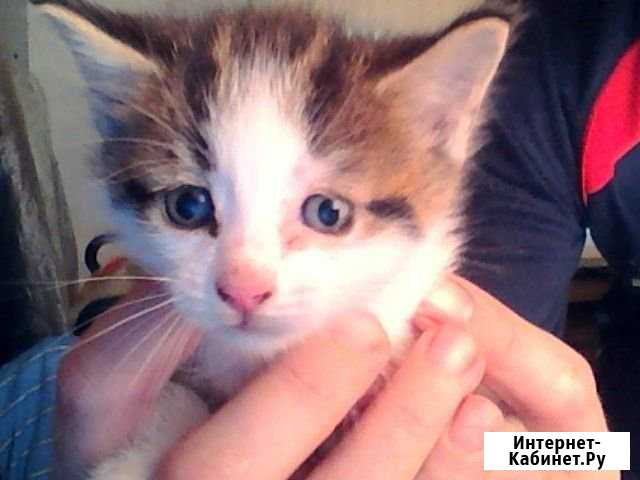 Котик (кошечка) Архангельск - изображение 1