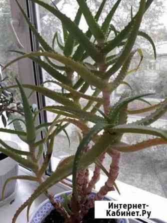 Аллое Благовещенск