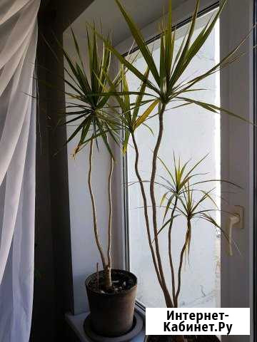 Драцена Челябинск - изображение 1