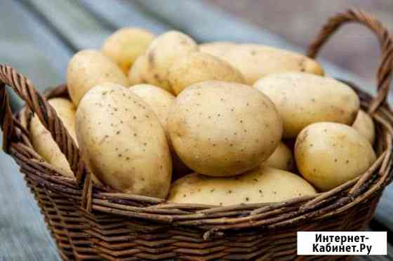 Картофель Шахунья