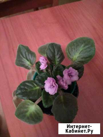 Фиалки Санкт-Петербург - изображение 1