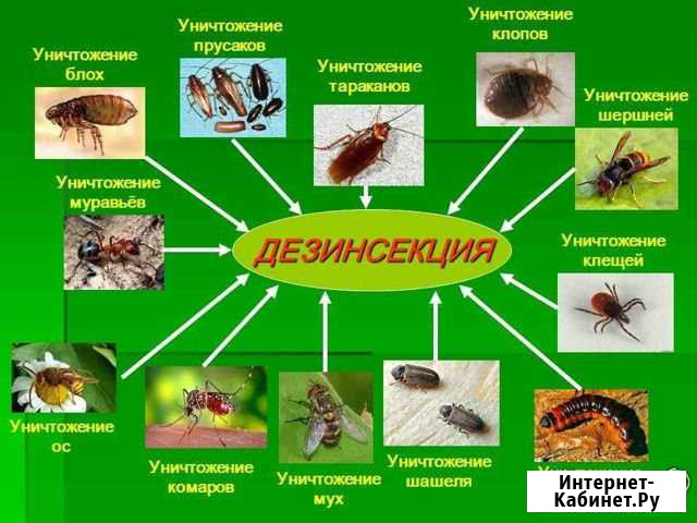 Уничтожение насекомых Магнитогорск - изображение 1