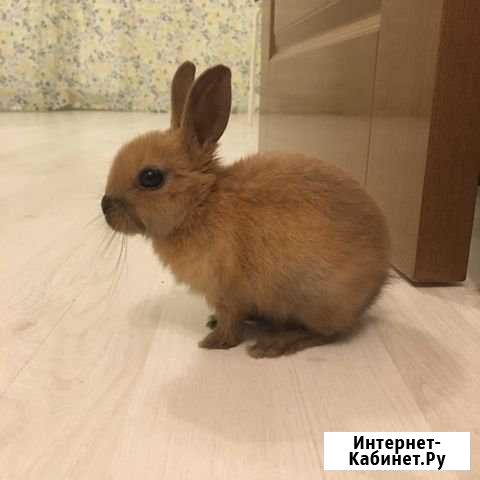 Декоративный кролик Санкт-Петербург - изображение 1